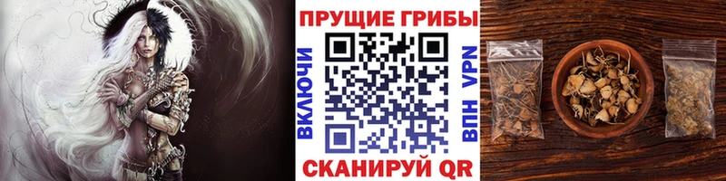 Купить где  Мензелинск  Псилоцибиновые грибы Cubensis 